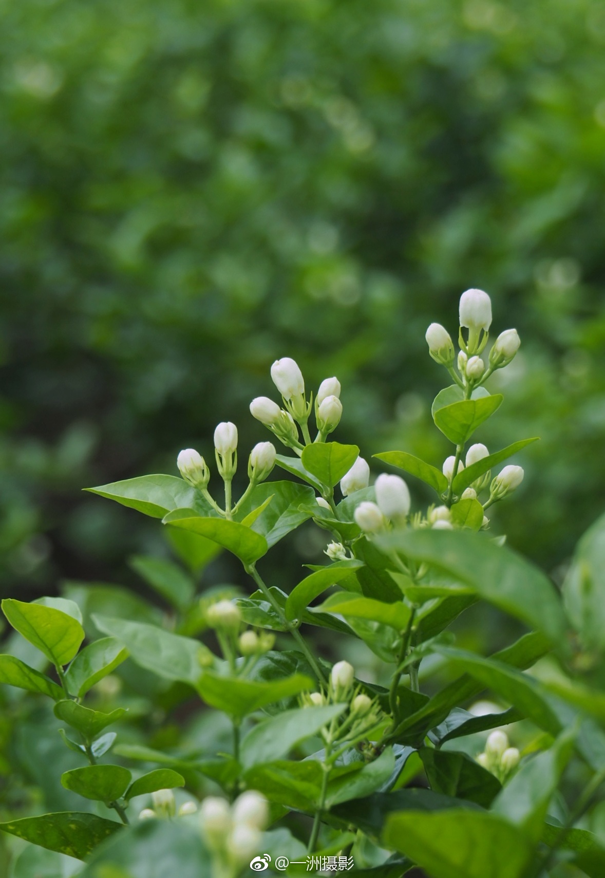 2018年中国(横县)茉莉花文化节