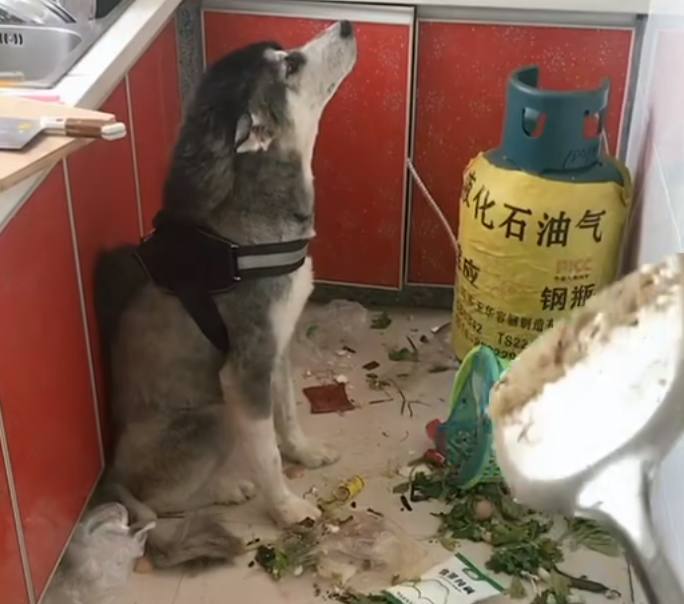 主人回家一看,拆家二哈骄傲一吼,主人只好这样做,不得不佩服他