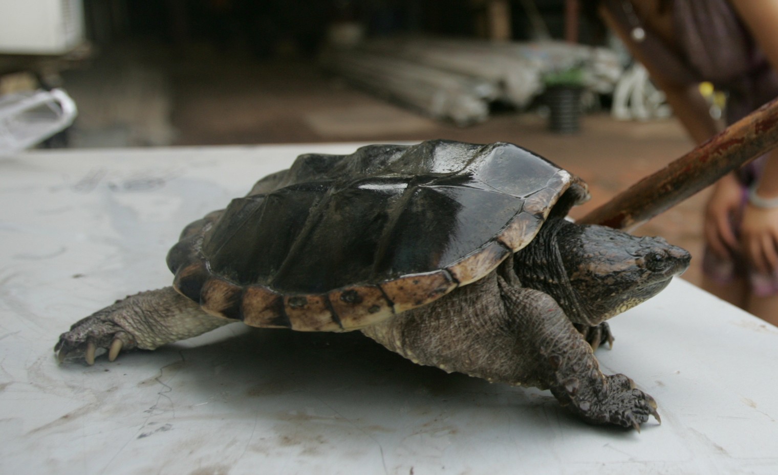 鳄龟失踪一年后现身 没人喂居然长大一圈|鳄龟|民工|巴西龟_新浪新闻