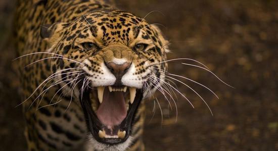 奴才们好好学着吧!