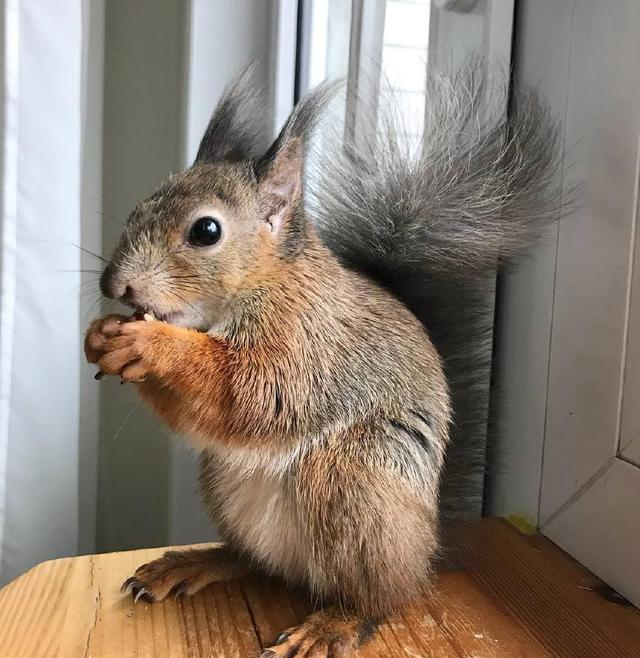 宠物松鼠的日常八个字就能概括:静若瘫痪,动如癫痫