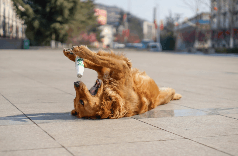 烈日下, 一条狗在"买醉"