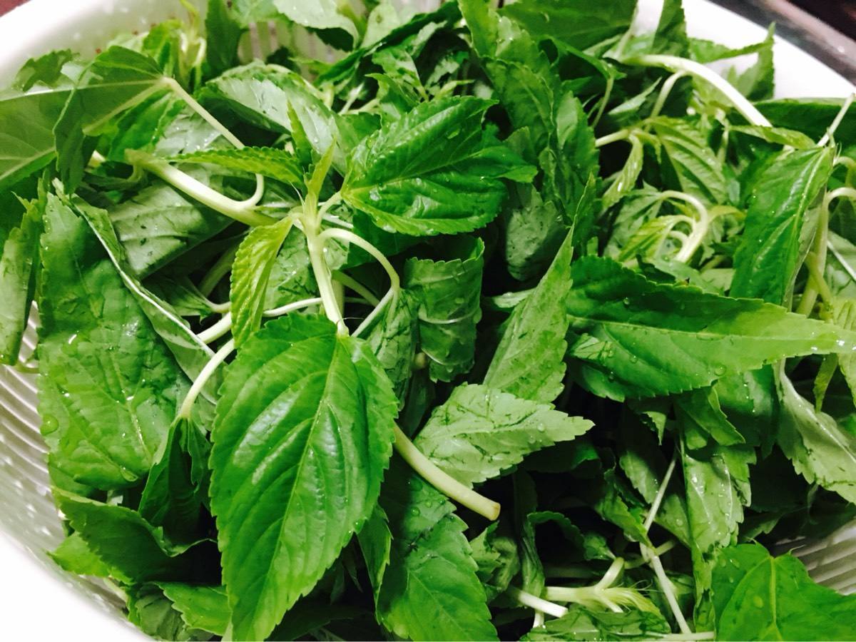 现在20多元一斤,潮汕网友:夏天不能缺|普宁|潮汕|麻叶_新浪新闻