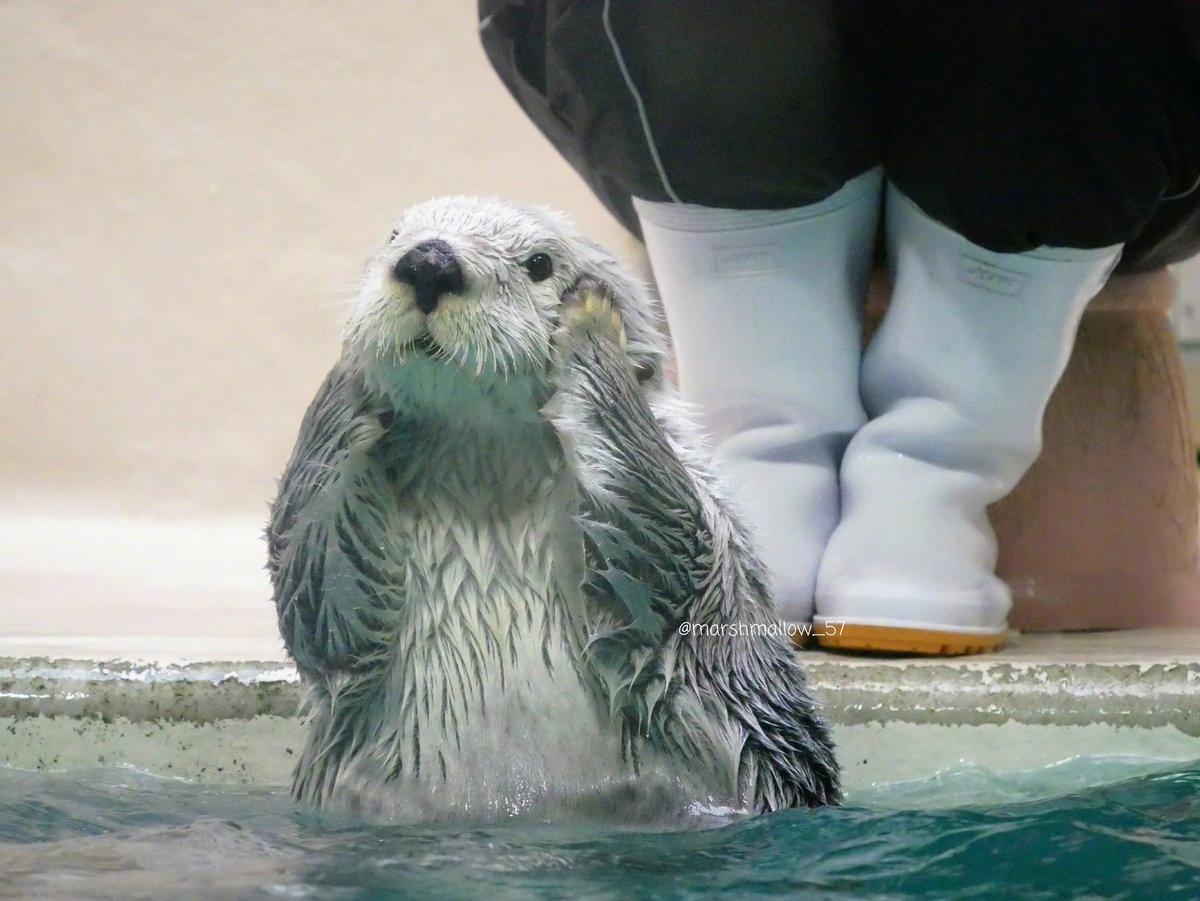 日本鸟羽水族馆里的明星海獭宝宝小梅(メイ)的卖萌日常,就问你