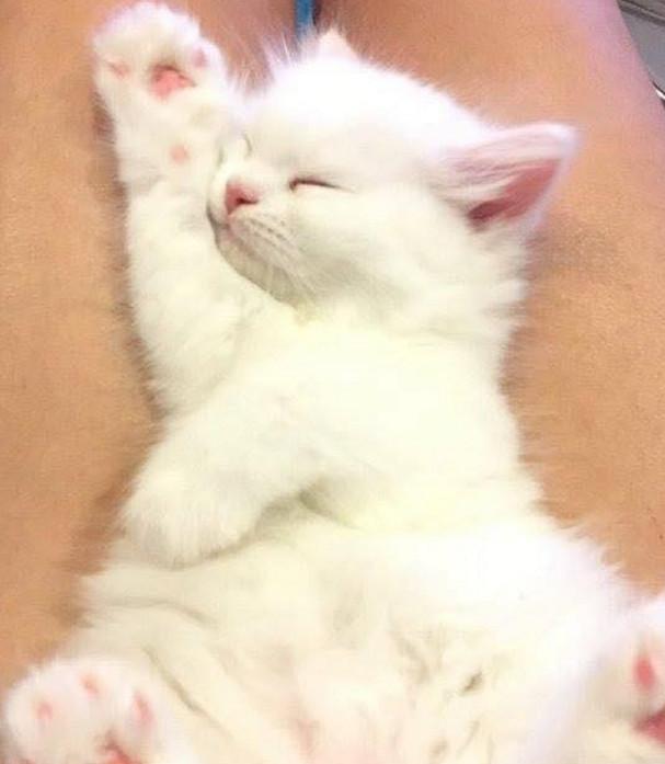 猫咪睡着了,摸一下它肚子,猫咪的表情好搞笑