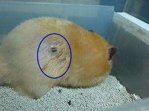 "香腺"有什么作用,主人需要帮它好好爱护|金丝熊|主人|仓鼠_新浪新闻