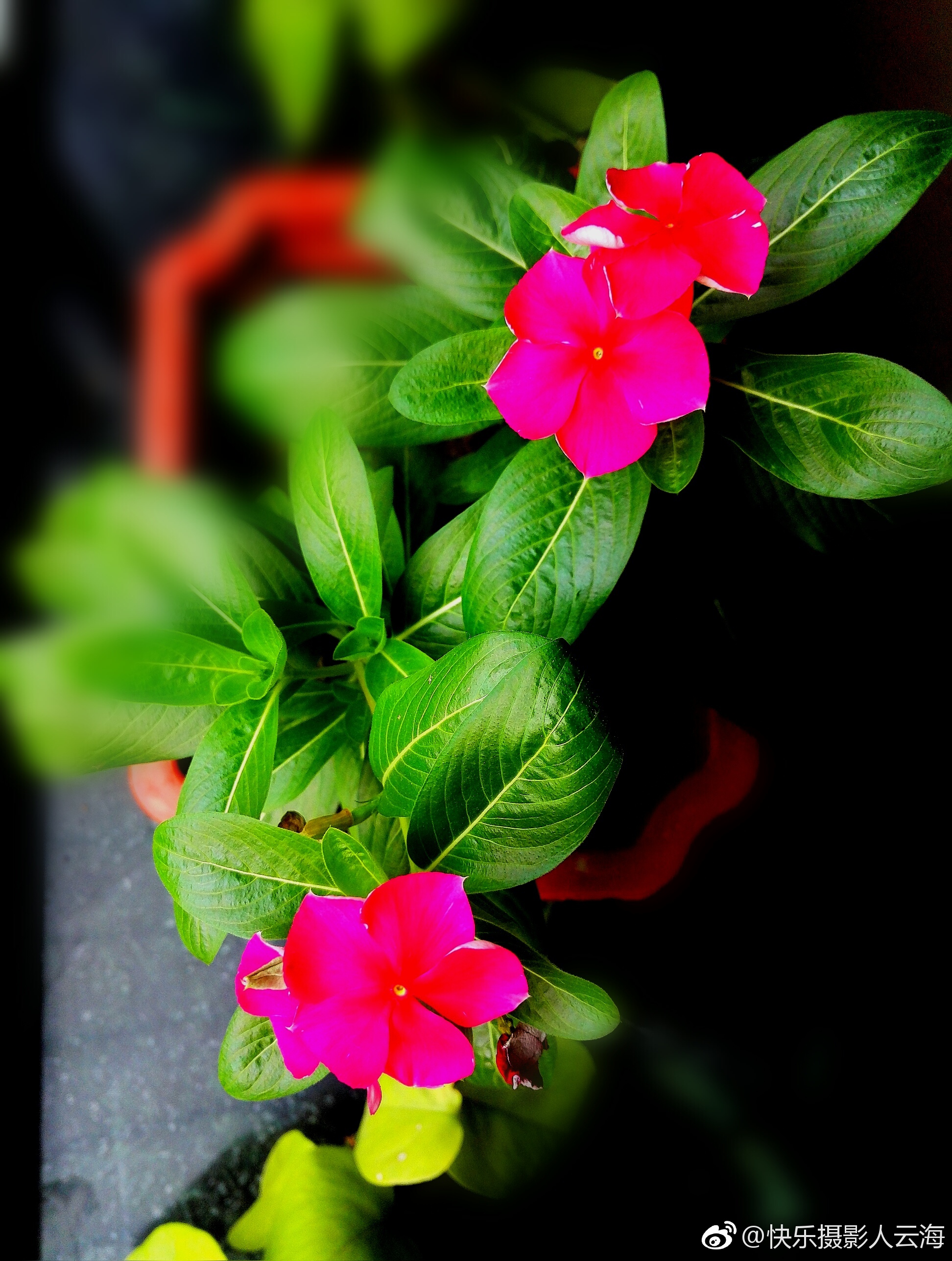 植物花卉,小红花._新浪看点