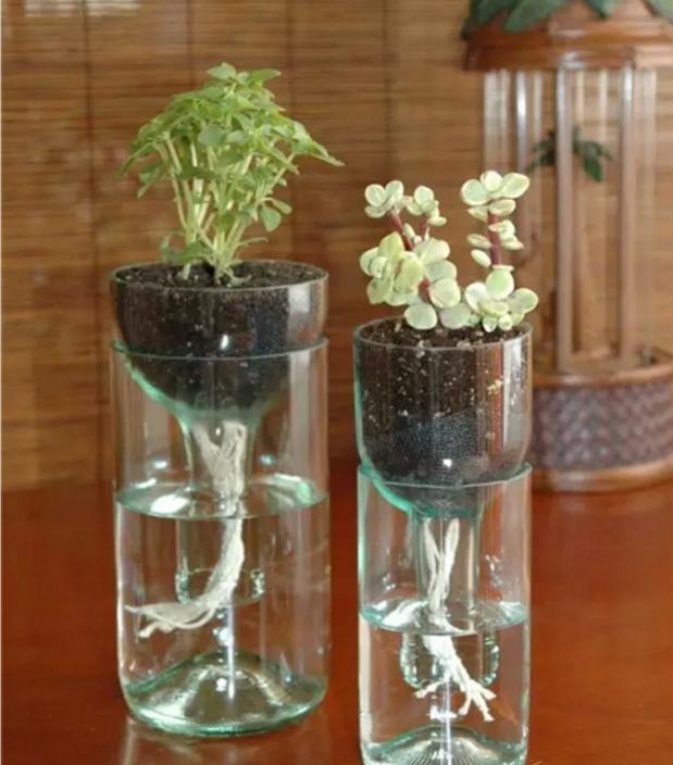 早知道用塑料瓶养花种菜这么好谁还花钱买花盆后悔才知道