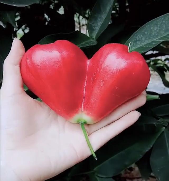 农民:为何它长得那么有"爱心",难道果子也会"恋爱"吗?