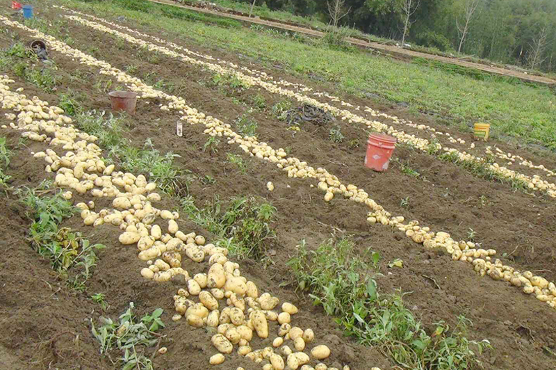 多年来一直种植马铃薯,用的肥料,农药全部相同,土壤自己修复的能力在