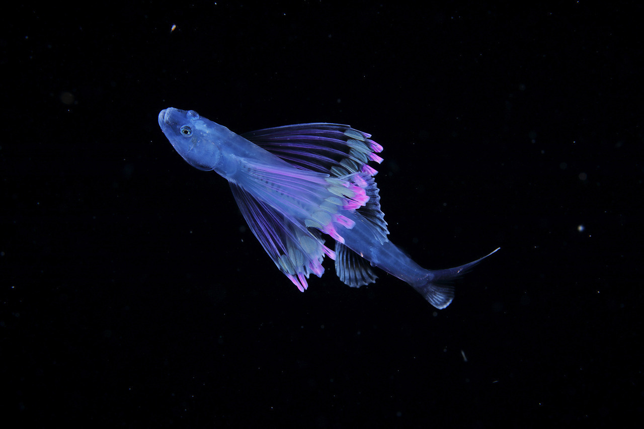海洋生物摄影师ryominemizu在日本南海岸暗水域捕获的发光浮游生物