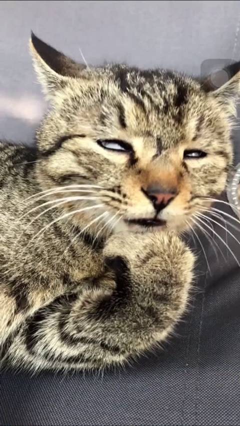 想学别的猫撩人,结果像个智障, 趣闻中心