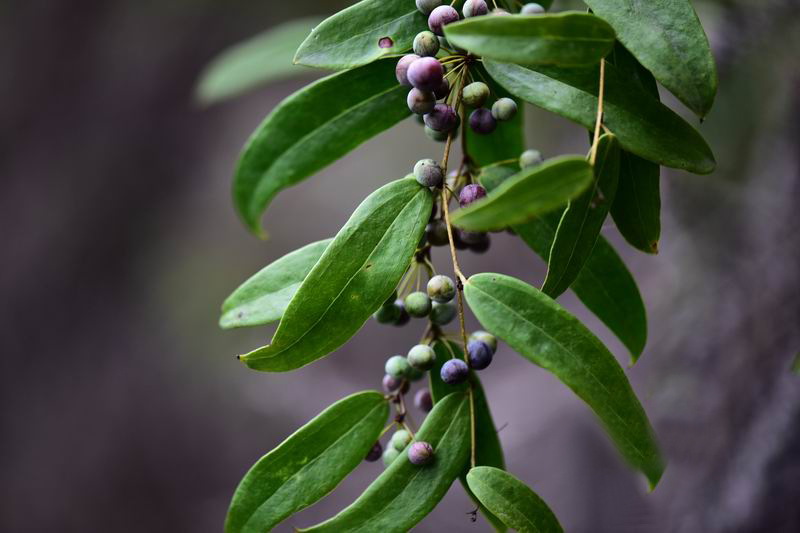 在山里看到了这种叫做光叶菝葜的野生植物,说实话,第一看到它的果实的