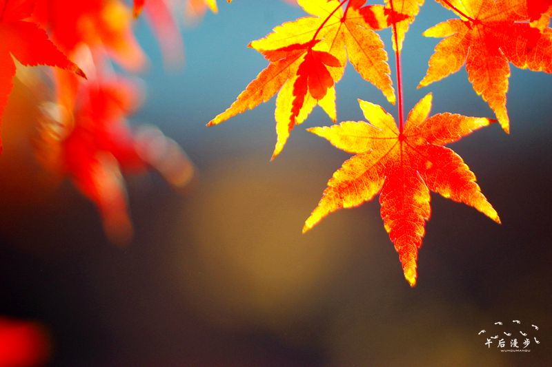 冬日西安世博园 红枫叶的颜色是那么的迷人