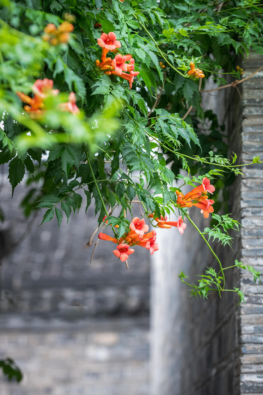 凌霄花的寓意象征(凌霄花的寓意象征高高的)_多肉养护-坤杰植物知识网