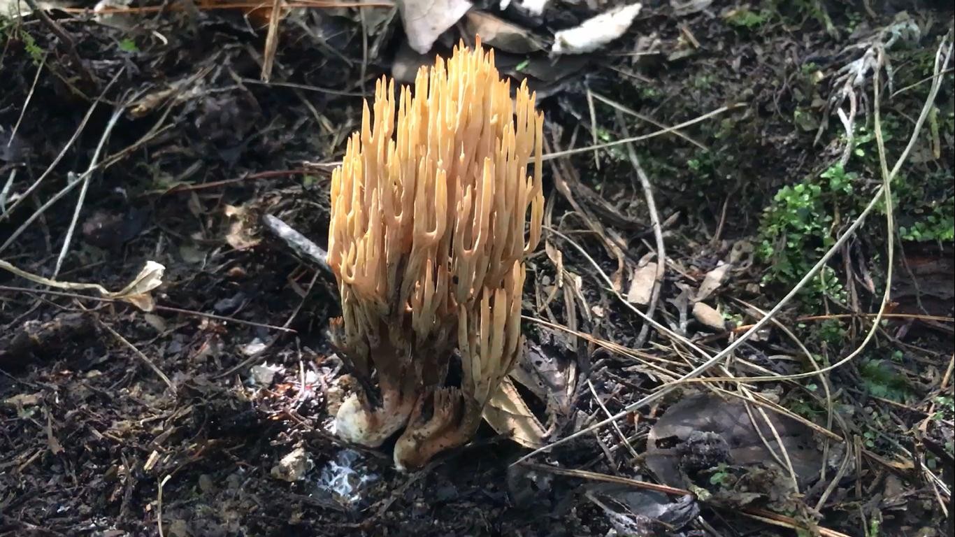 蘑菇|大脚菌|血灵芝_新浪新闻