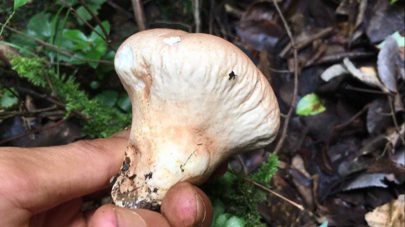 能吃的野生蘑菇，你认识几种？|蘑菇|大脚菌|血灵芝_新浪新闻