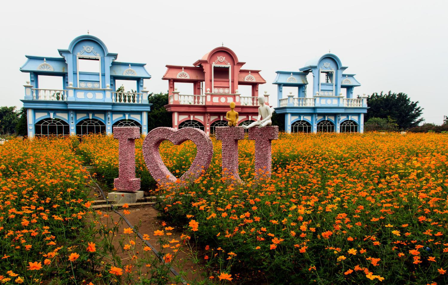 广州唯一一个百万级葵园种子全部是进口