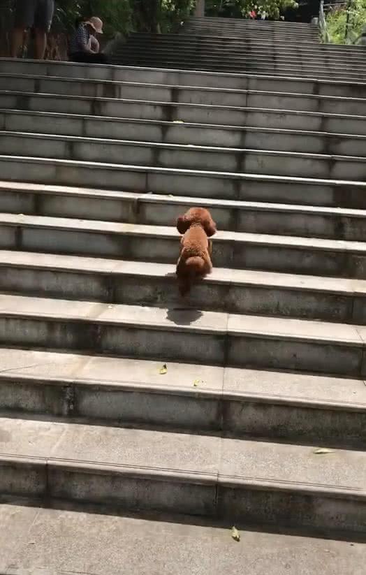 狗主人发现泰迪爬楼梯不对劲,网友看后笑喷:这是台阶太烫脚了?