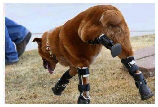 主人喝大了把狗狗4只脚剁掉,隔天一幕更让人寒心!