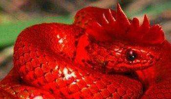 杀猪汉失手打死村长, 逃进深山逢红冠蛇, 岂料下山发现全村遭灭