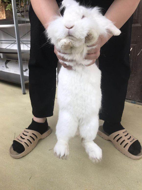 陪伴四年的兔子无缘无故去世,当女孩得知原因后情绪一下子失控了