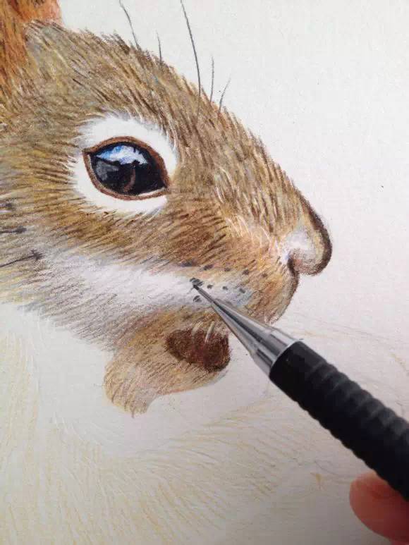 彩铅教程超详细彩铅画一只萌萌哒小松鼠