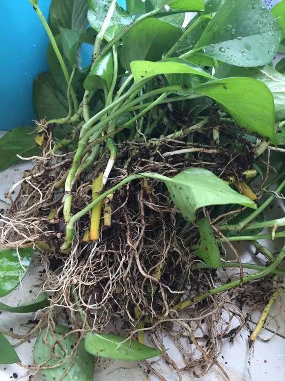 绿萝绑根绳,一口气窜3米,叶子比脸还大!