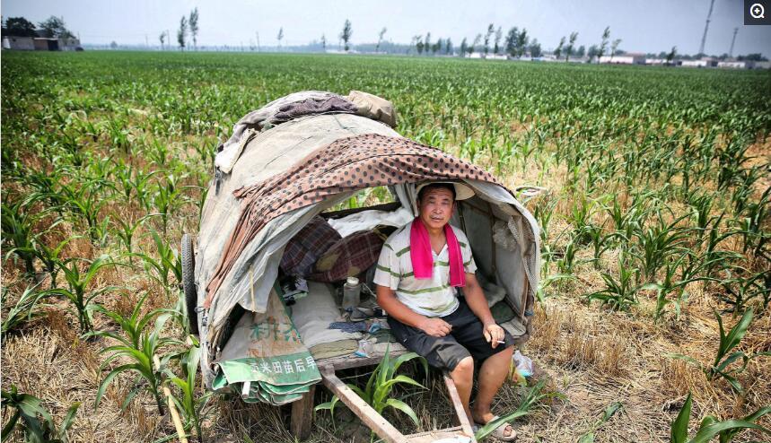 走进高温下的农田庄稼萎蔫农民头顶浸湿毛巾防晒饮井水止渴