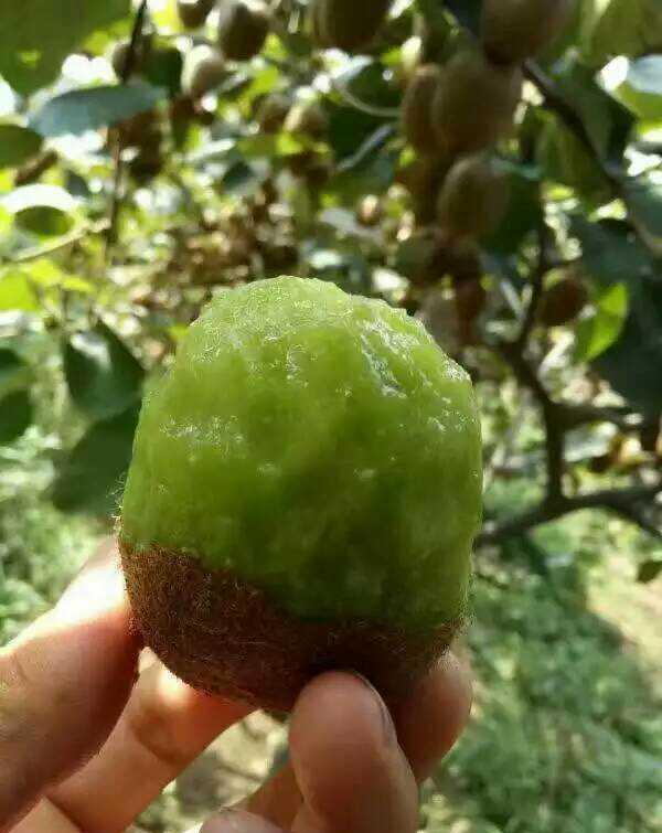 又到一年收获季满园羊桃飘香卖5元一斤你流口水了吗