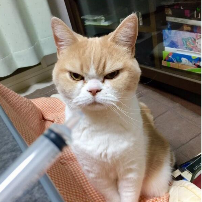 猫米也有霸道总裁,主人拿针管吓唬它,猫咪竟给出这样回应