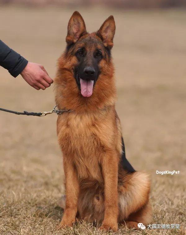 3410pacco vom langenbungert德德犬舍的超级种公 世界上德牧巨星母亲