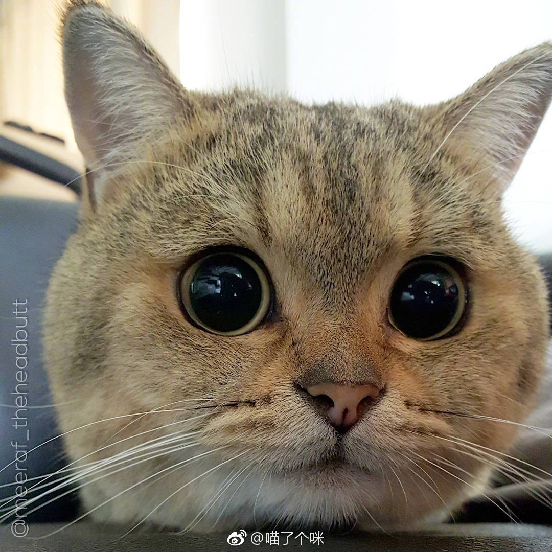 网友家圆滚滚的胖英短圆圆的脸圆圆的身体连眼睛也是圆圆的