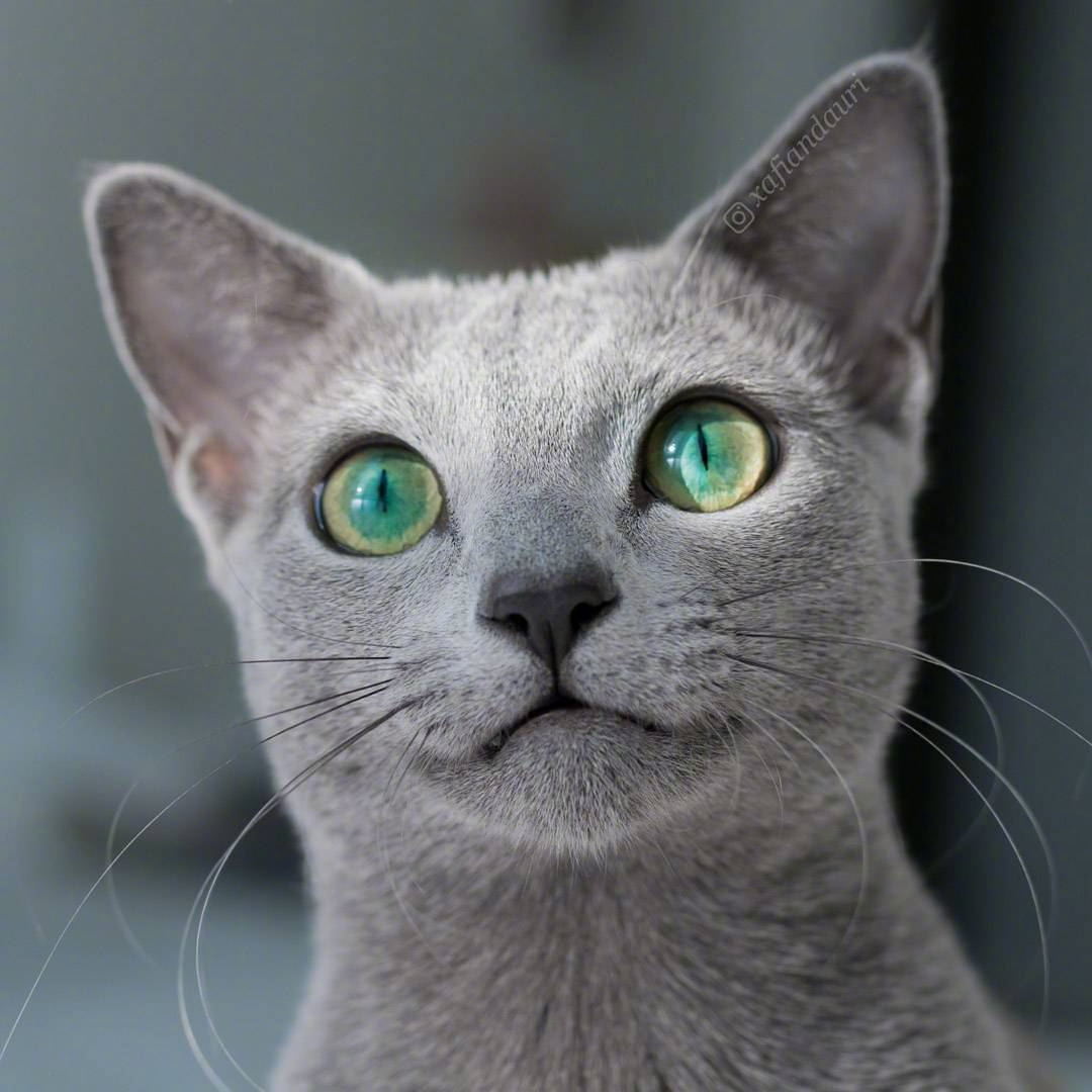 拥有碧绿双眸的蓝猫auri眼睛像湖泊一样清澈