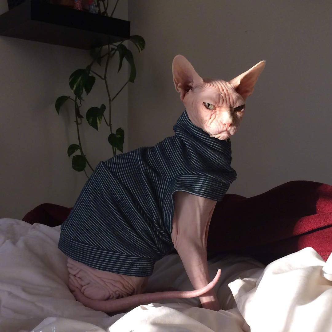 无毛猫loki,浑身透露着大佬的气质,看起来很不好惹.ins