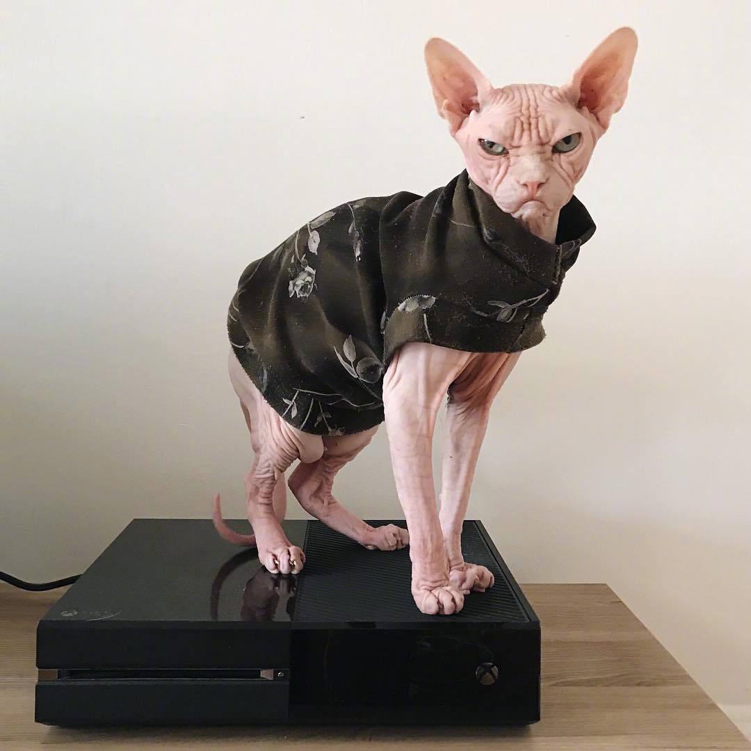 无毛猫loki,浑身透露着大佬的气质,看起来很不好惹.ins