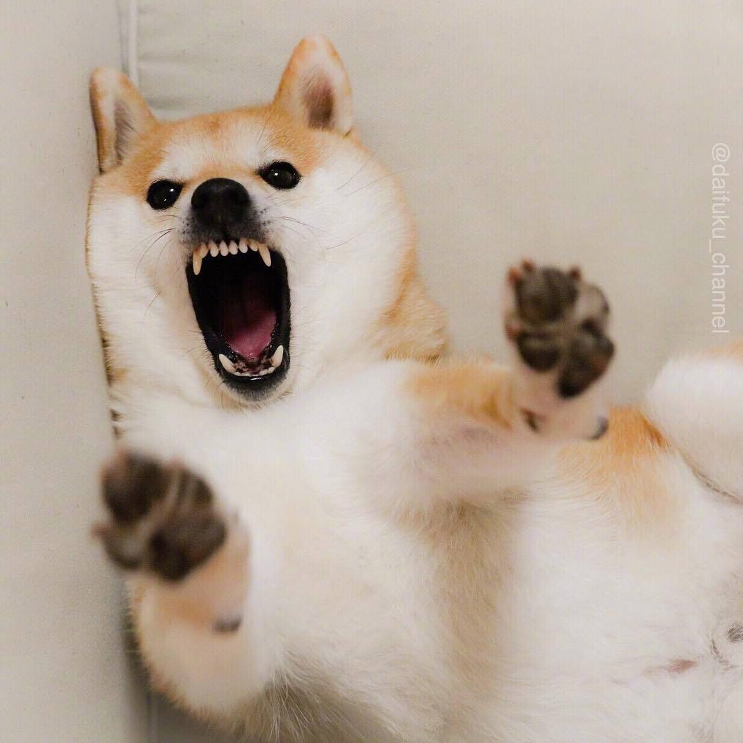 十一区的柴犬daifuku,每个表情都超有戏