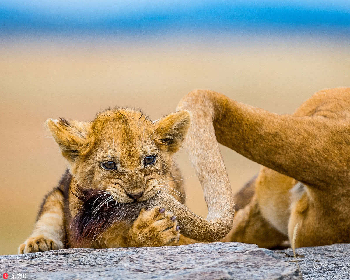 非洲小狮子不让妈妈睡觉 拿起母狮尾巴扯咬