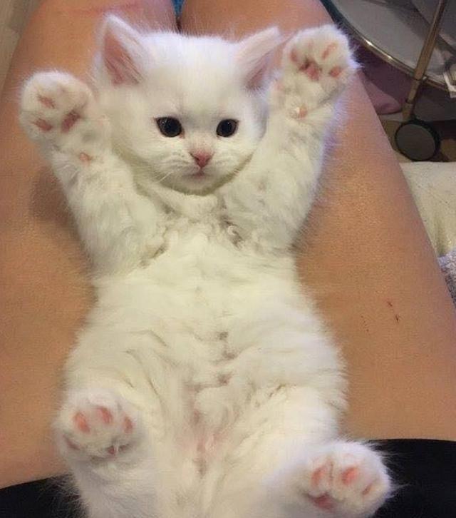猫咪睡着了,摸一下它肚子,猫咪的表情好搞笑
