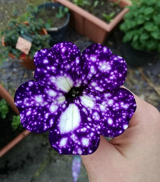 老外培育的星空牵牛花,一棵得一百多块钱,咱们十块钱就能搞定