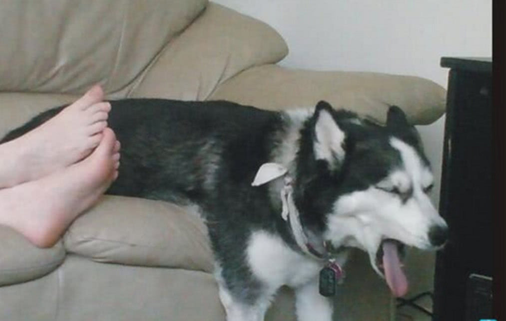 哈士奇闲极无聊,闻起了铲屎官的脚丫,夸张表情笑翻吃瓜群众