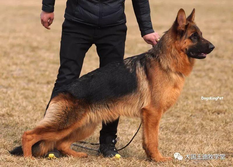 csz8003410pacco vom langenbungert德德犬舍的超级种公 世界上德牧