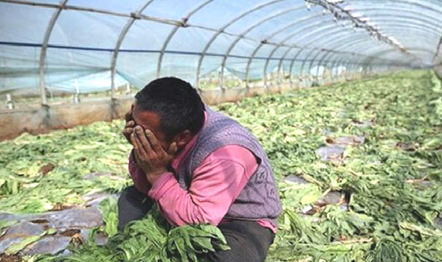 最辛苦的农民,一辈子种地,为何一年到头没钱花?