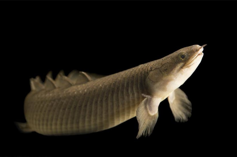 外表最接近恐龙的现代生物,八个背鳍一身硬甲,江湖人称九节龙