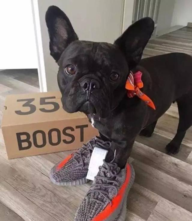 除了yezzy,aj也是大热的汪星人(的主人)挚爱战靴基本是壕犬界,每犬一