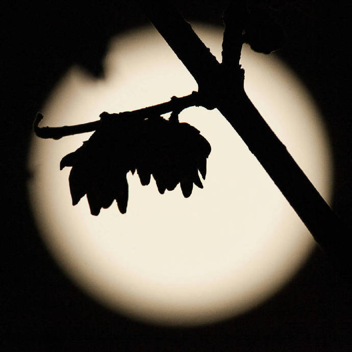 如有关于作品内容,版权或其它问题请于作品发布后的30日内与新浪看点