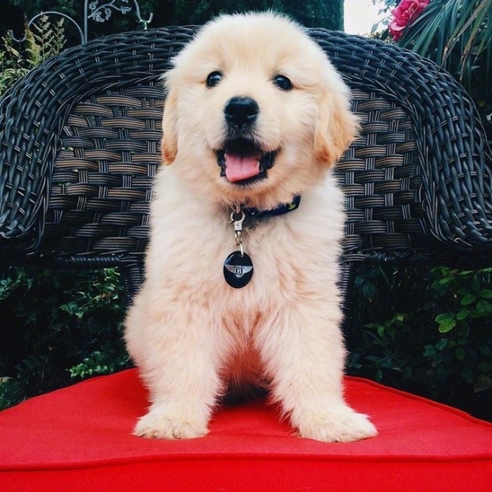 胖嘟嘟的小金毛.