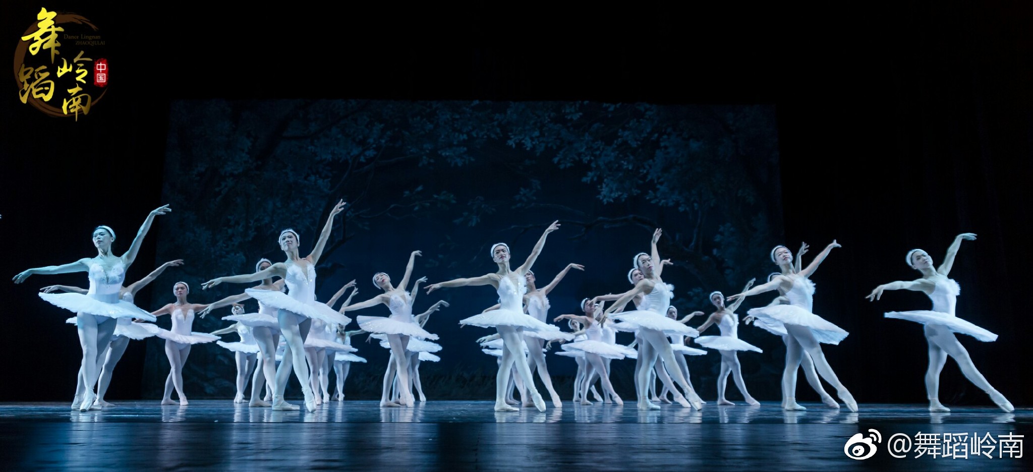 详情入口|天鹅|白天鹅|舞蹈_新浪新闻