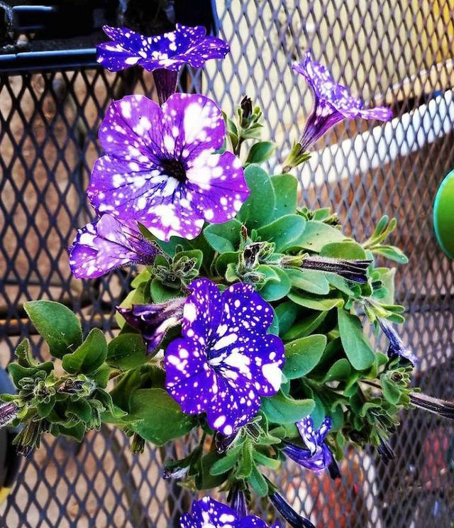 老外培育的星空牵牛花,一棵得一百多块钱,咱们十块钱就能搞定