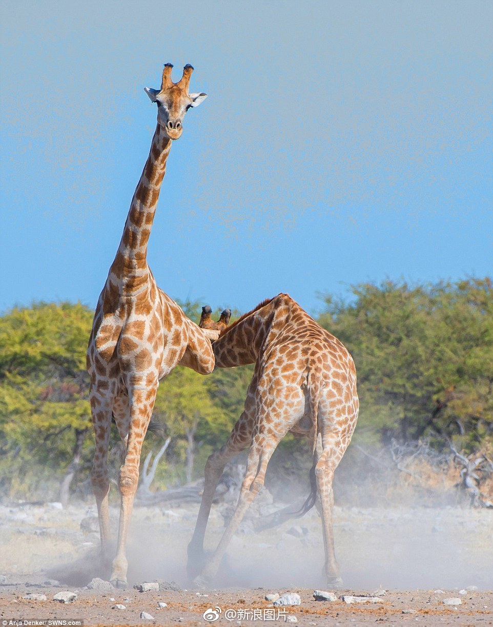 长颈鹿腿功了得就问你服不服